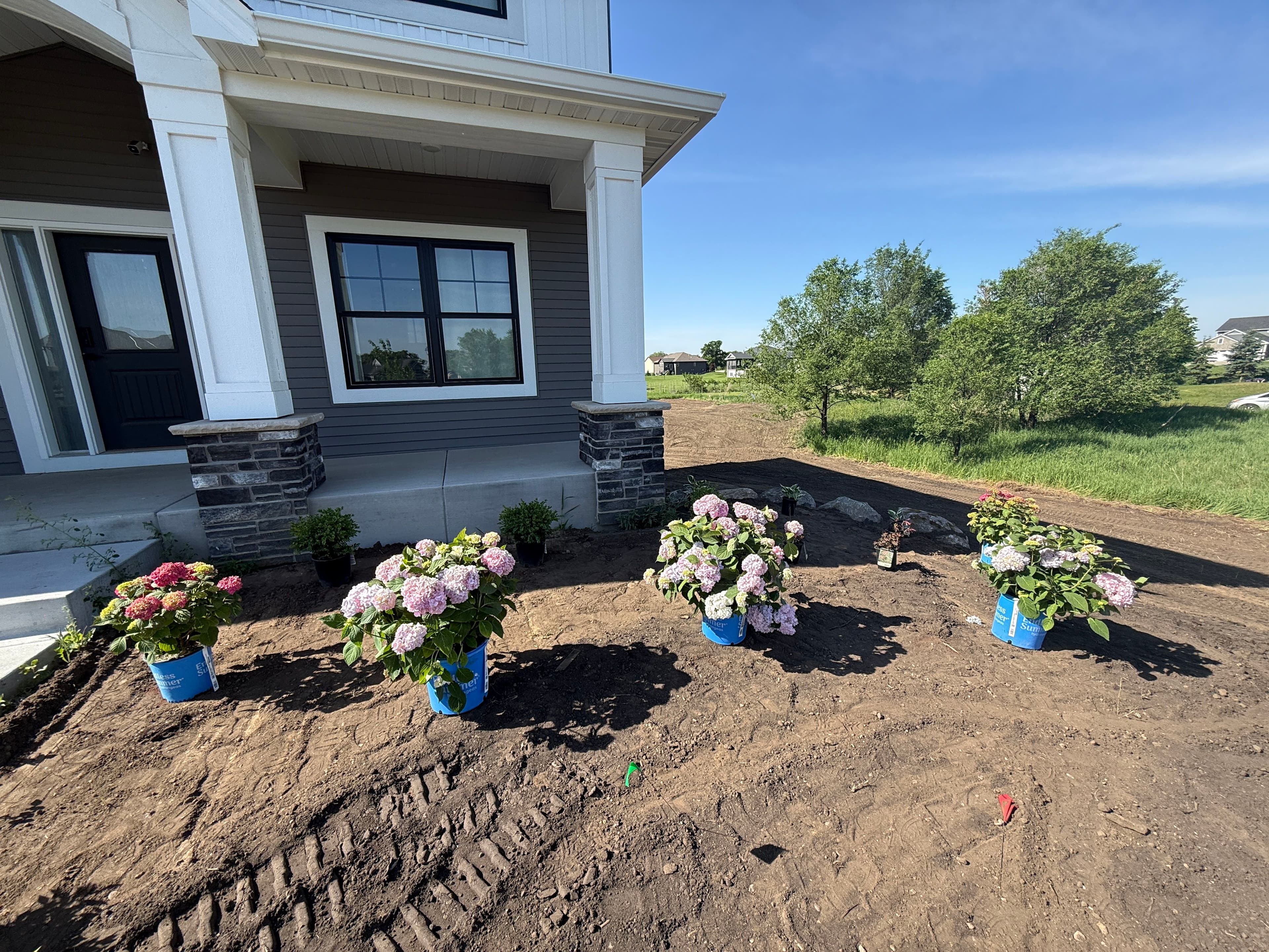 Colorful hydrangea plants in blue pots arranged near a modern home’s entrance on fresh soil.